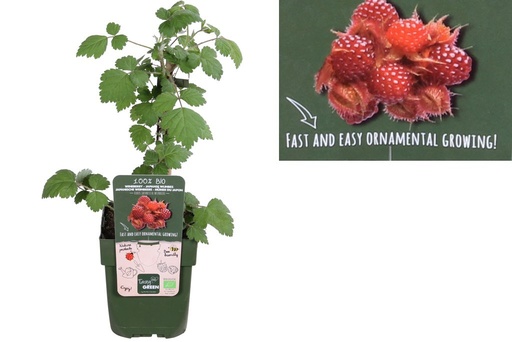 [F1005] Japanese wineberry bush - ORG