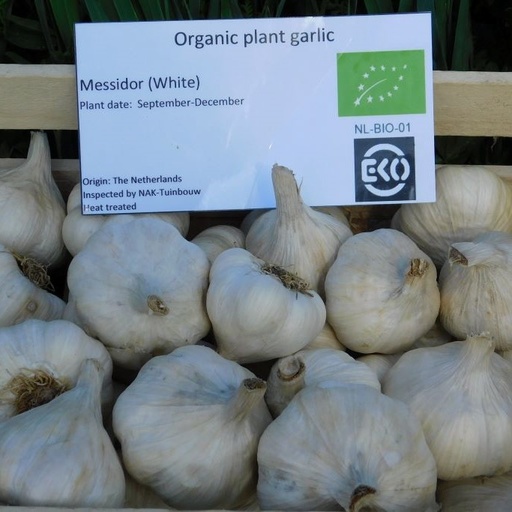 [A9059] Knoblauch Messidor - BIO 