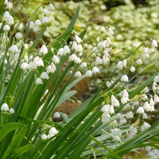 [A9018] Leucojum Gravetye Giant (Summer Snowflake) - ORG