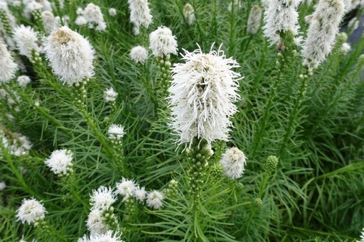 [B9004] Liatris floristan - ORG