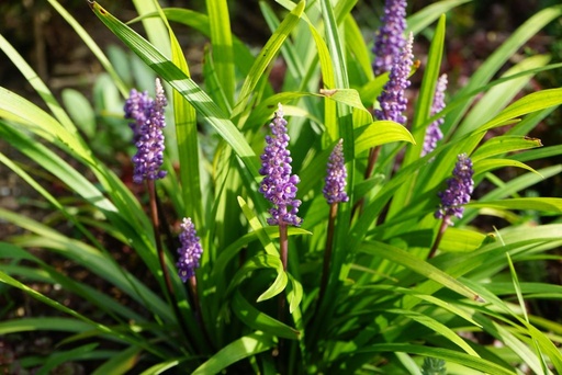 [B8022] Liriope muscari Big Blue - BIO