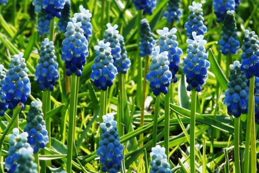 [A9042] Muscari Lady Blue - ORG