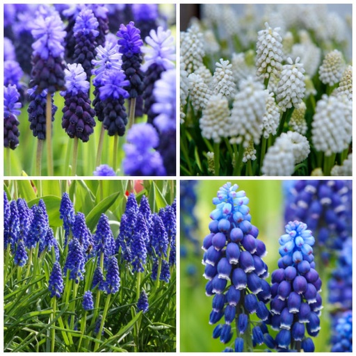 [A9035] Muscari Mix Blue-White - ORG