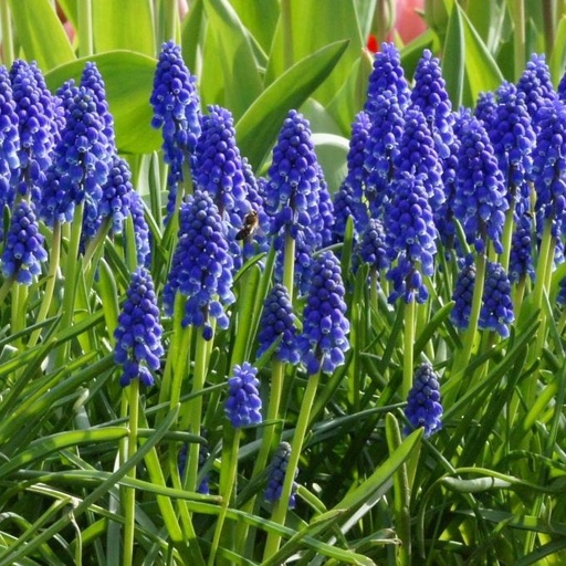 [A9001] Muscari Armeniacum - BIO