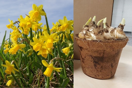 [P1002] Potted Daffodil Tete-a-Tete - BIO