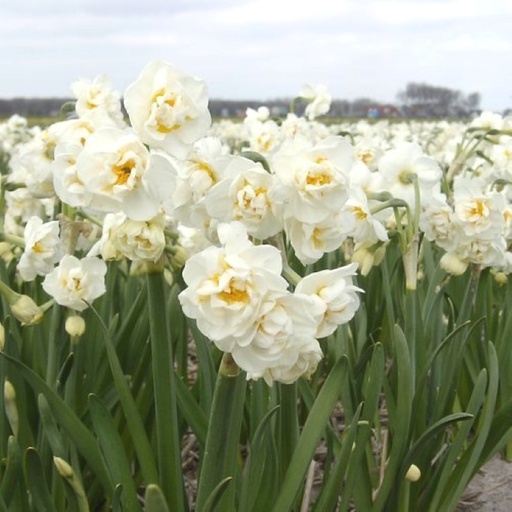 [A3001] Daffodil - Narcissus Bridal Crown - ORG