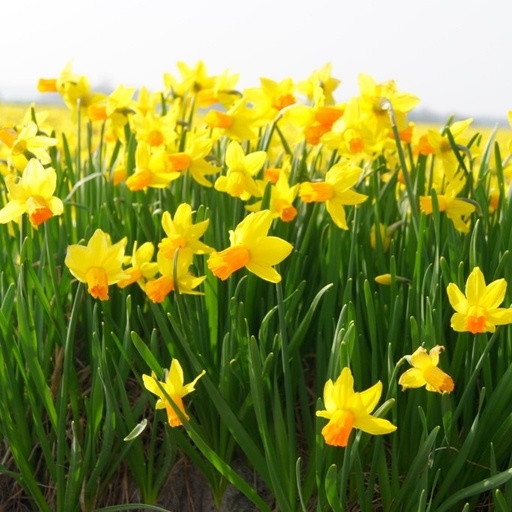 [A3002] Daffodil - Narcissus Jetfire - ORG