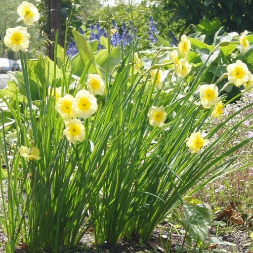 [A3011] Daffodil - Narcissus Sundisc - ORG