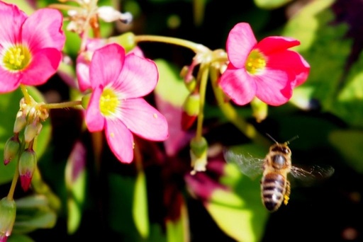 [B9001] Oxalis Deppei Iron Cross - ORG 