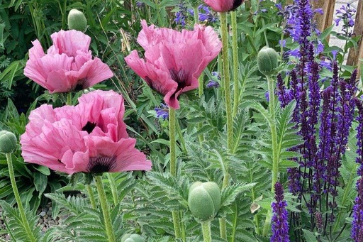 [B8057] Papaver Orientale Pink Perfection - BIO