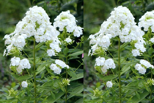 [B8032] Phlox pan. White Admiral - BIO