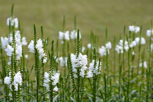 [B8033] Physostegia vir. Alba - BIO