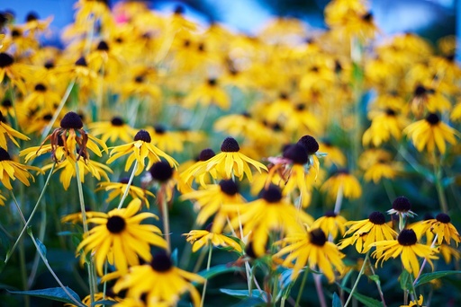 [B8034] Rudbeckia Goldsturm - BIO