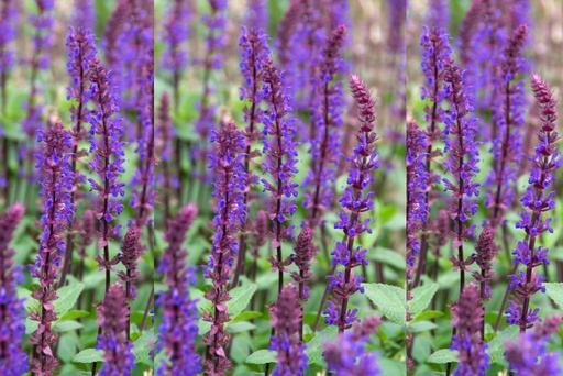 [B8061] Salvia Caradonna - ORG