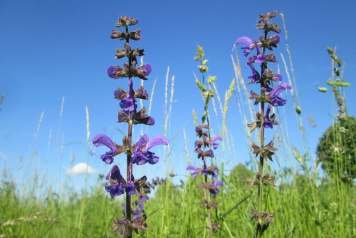 [B8037] Salvia Pratensis - BIO