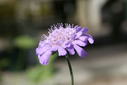 [B8038] Scabiosa Butterfly Blue - BIO