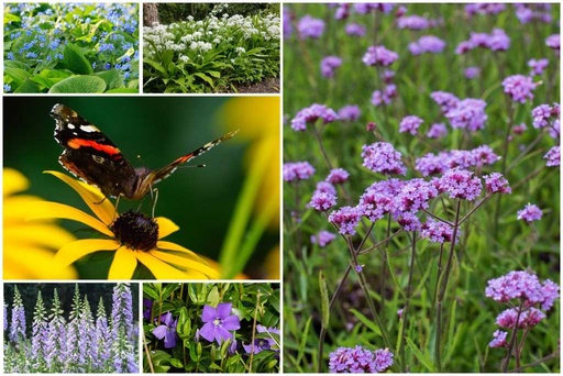 [B8902] Schaduwtuintje Planten - BIO