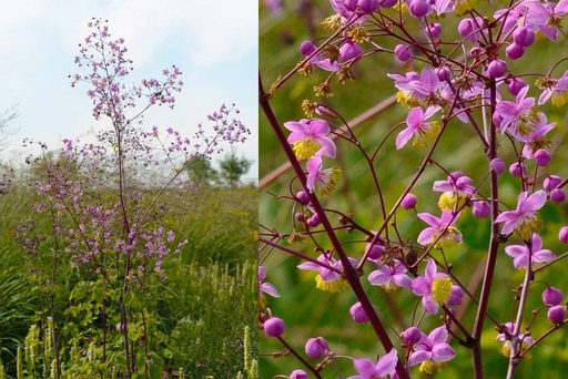 [B8040] Thalictrum Delavayi - BIO