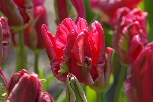 [A1065] Tulipa Cerise Parrot - ORG