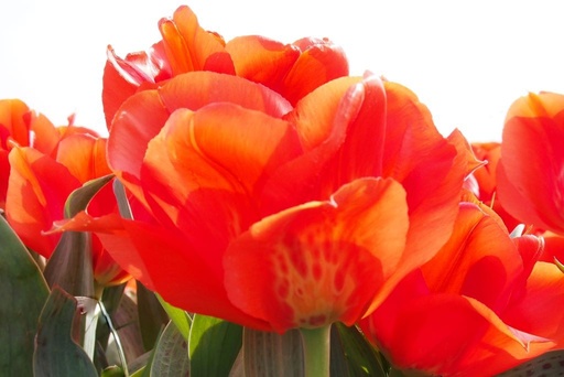 [A1097] Tulipa Giant Orange Sunrise - BIO