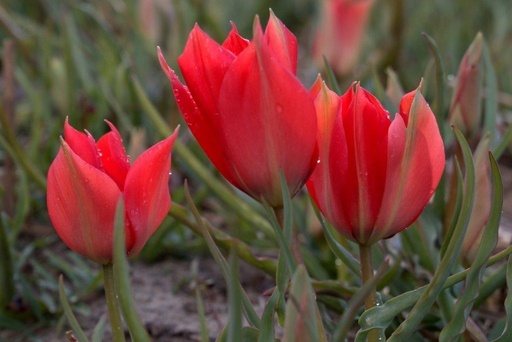 [A1058] Tulipa Linifolia - BIO