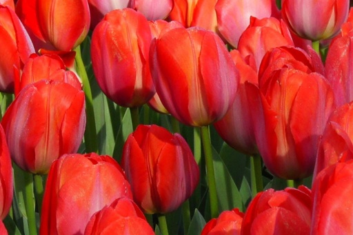 [A1099] Tulipa Orange van Eijk - BIO