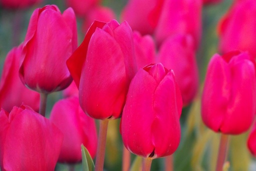 [A1101] Tulipa Simply Red - ORG