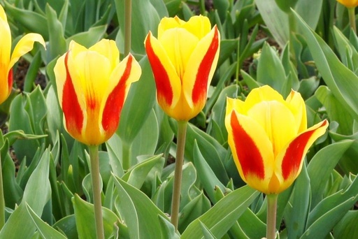 [A1059] Tulipa Stresa - ORG