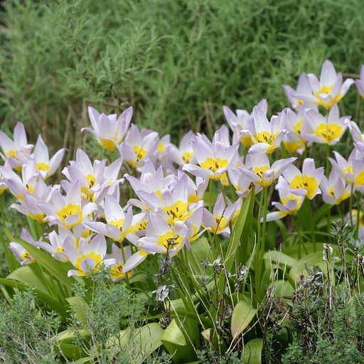 [A1091] Tulipa Saxatilis - BIO